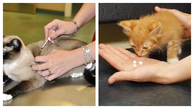 Непроходимость кишечника у кошек: симптомы, причины, диагностика, лечение, осложнения | блог ветклиники "беланта"