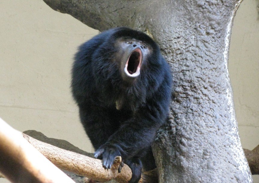 Ревун животное. ревун – самая шумная обезьяна. распространение рыжего ревуна