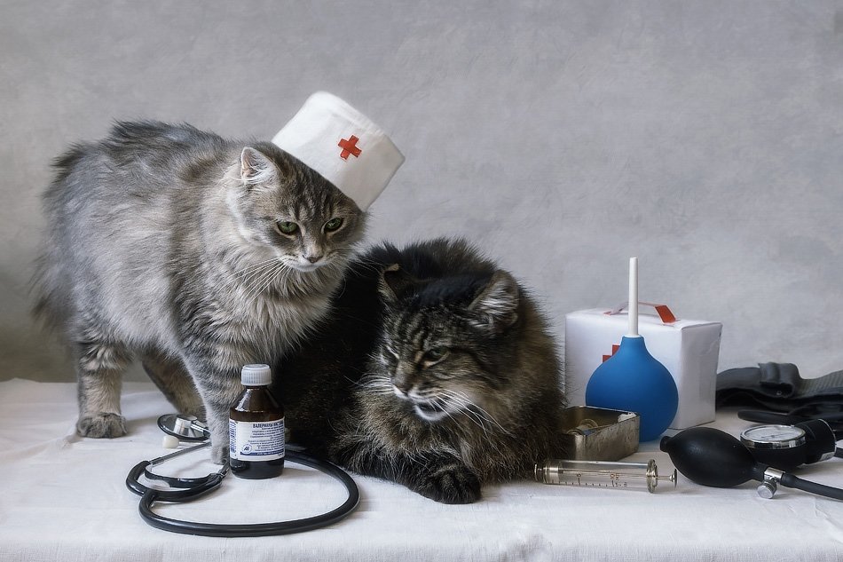 Кошки лекари, или маленькие усатые домашние терапевты