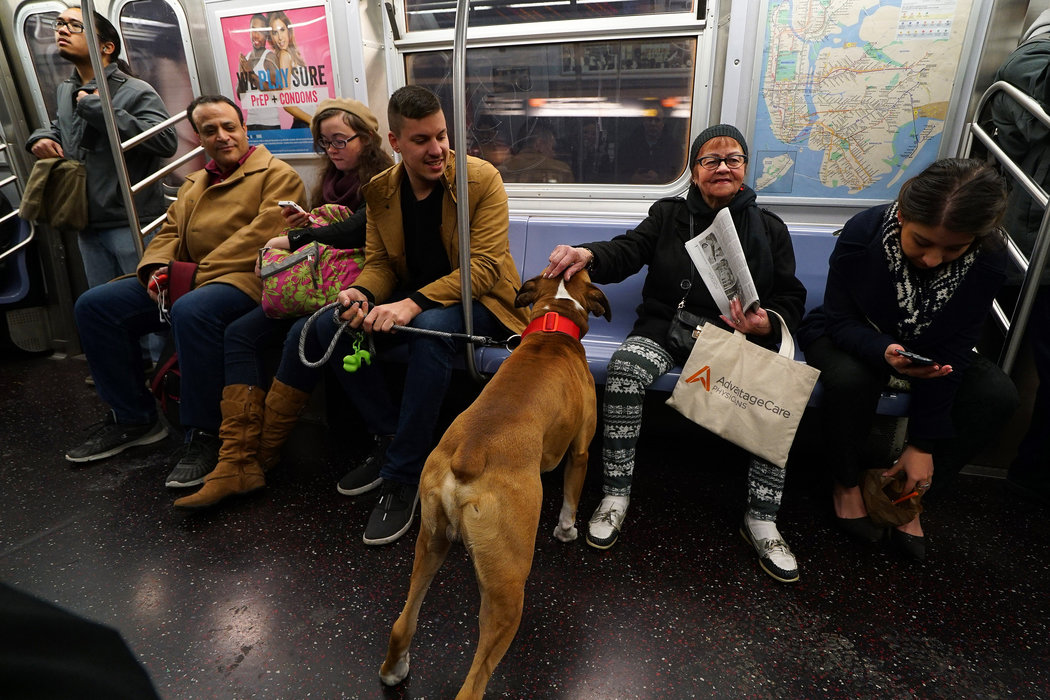Можно ли с собакой в метро – правила | блог ветклиники "беланта"