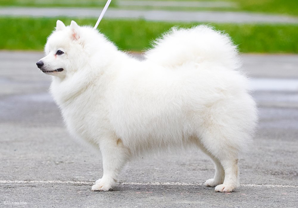 Японский шпиц: описание, стандарт породы, характер и дрессировка собаки, цена щенков, фото