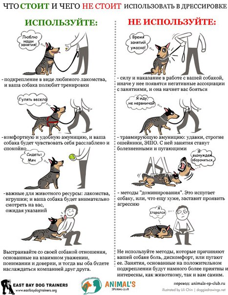 Как научить собаку команде «лежать»