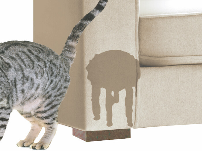 Как отучить кота метить территорию в квартире - эффективные средства