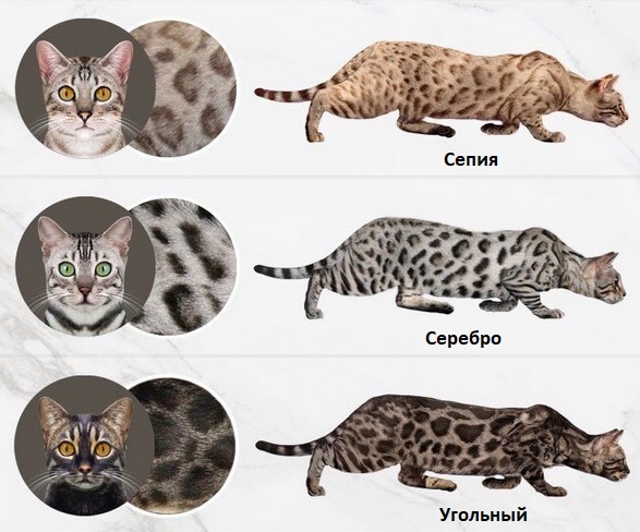 Окрасы кошек с фотографиями и названиями: какого цвета бывают коты и как они называются?