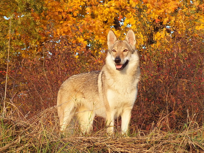 Чехословацкий влчак – описание, история, стандарт, характер и окрасы собаки