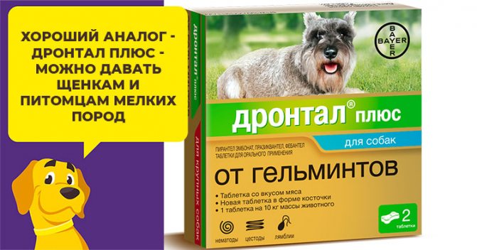 Тронцил для собак: характеристика препарата и его применение