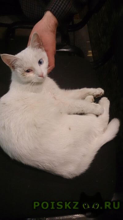 Все ли белые кошки – альбиносы, правда ли, что белоснежные коты с голубыми глазами всегда глухие?