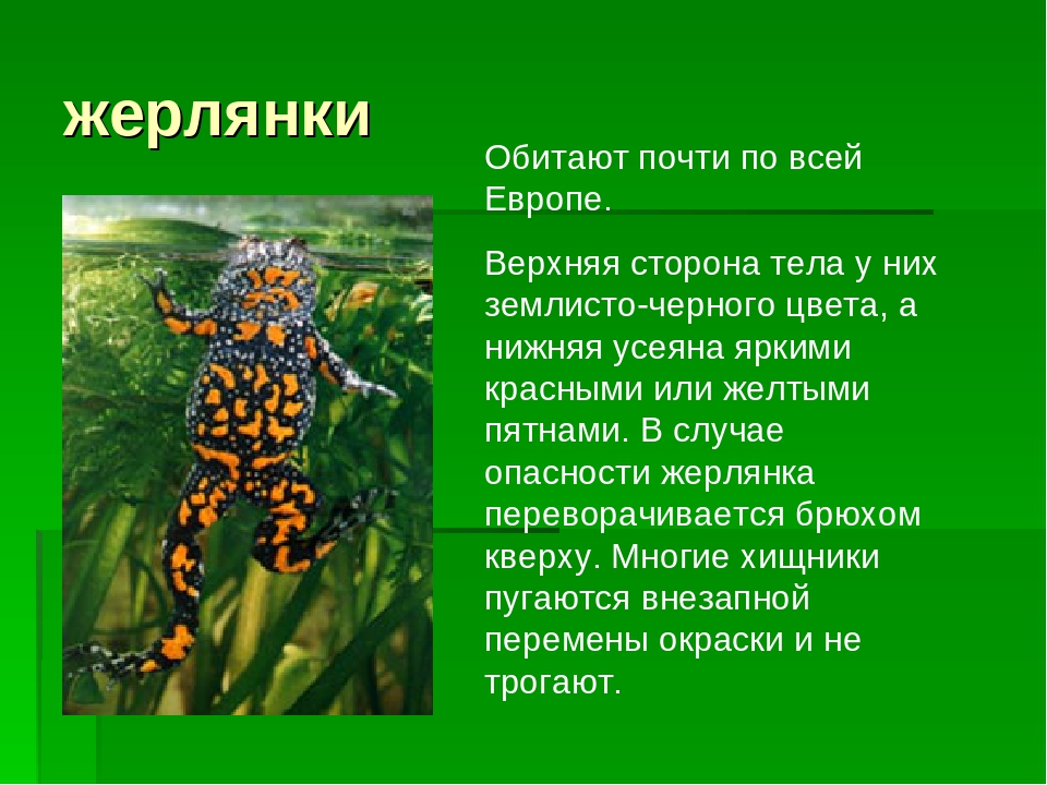 Лягушка жерлянка: внешний вид, фото и описание | zoodom