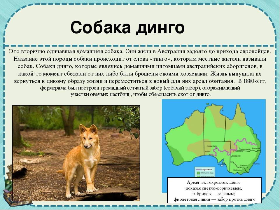 Очень краткое содержание дикая собака. Собака Динго в Австралии. Дикая собака Динго ареал обитания. Собака Динго описание. Собака Динго Африка.