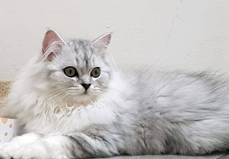 Британская длинношёрстная кошка: особенности породы и фото британца, уход за питомцем и содержание кота
