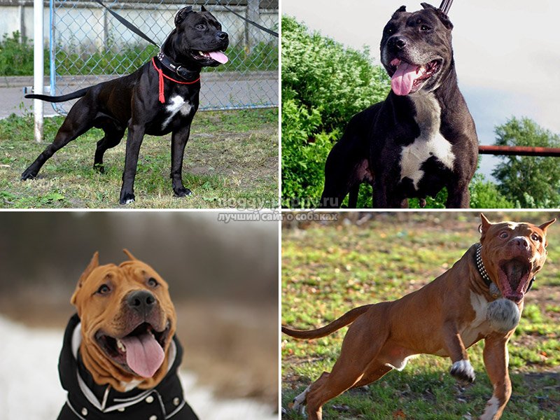 Топ-9 самых сильных бойцовских собак: список и характеристика четвероногих гладиаторов