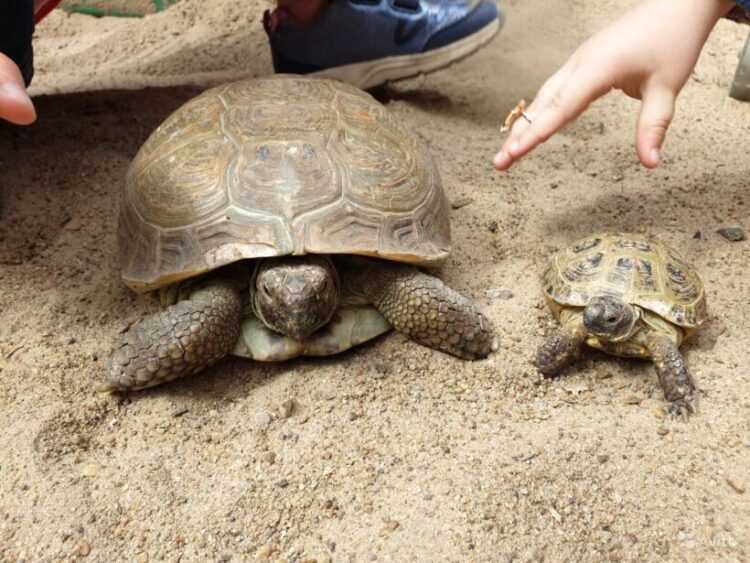 Как правильно содержать сухопутную черепаху