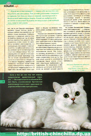 Кошка серебристая шиншилла: описание и правила содержания