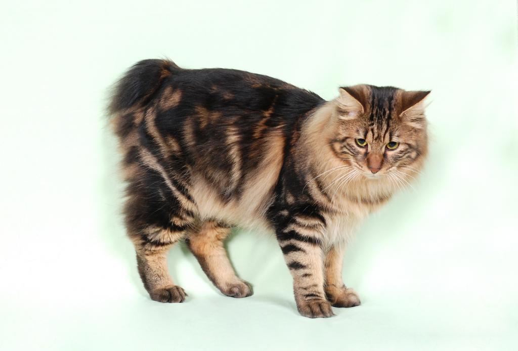 Порода кошек курильский бобтейл описание породы характер размеры фото