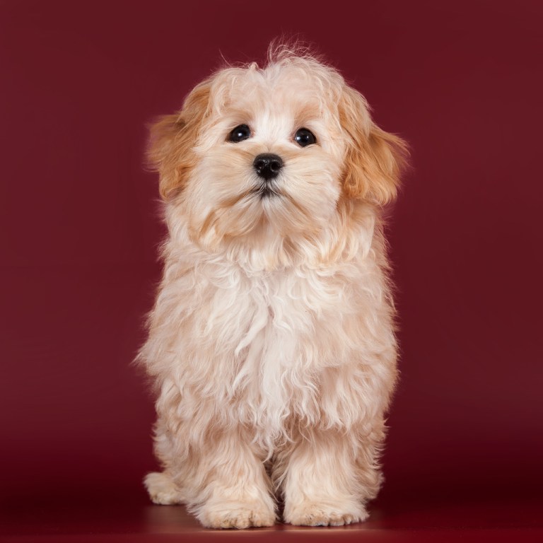 Собака породы мальтипу — все о собаке от а до я. фото, описание породы, характер, особенности содержания, цены, отзывы