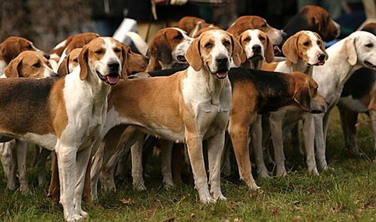 Английский и американский фоксхаунд – описание породы и характер собак