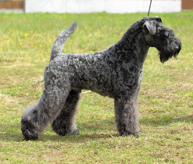 Керри-блю-терьер: фото породы собак, описание характера и основных особенностей