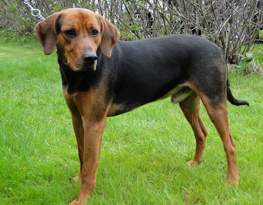 Гончая шиллера (шиллерстёваре): описание породы собак с фото и видео