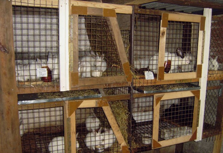 Содержание кроликов в клетках на улице: полезные советы для начинающих