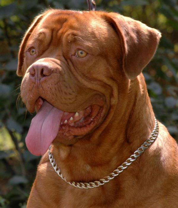 Бордоский дог: описание породы французской собаки, сколько живет, особенности, фото щенков