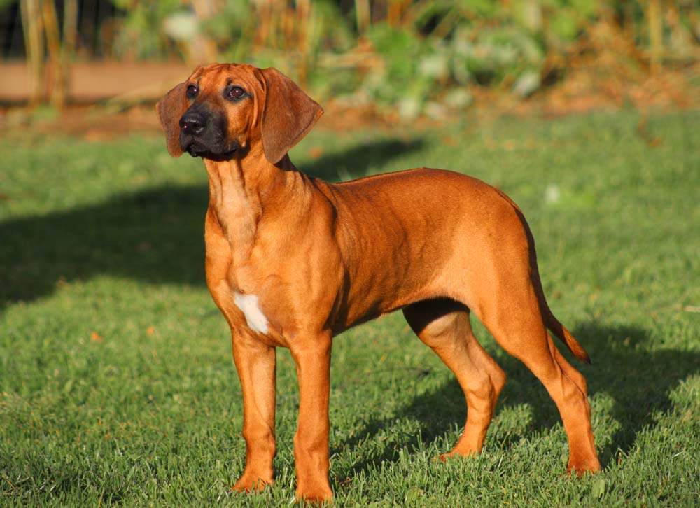 Родезийский риджбек - порода собак - информация и особенностях | хиллс