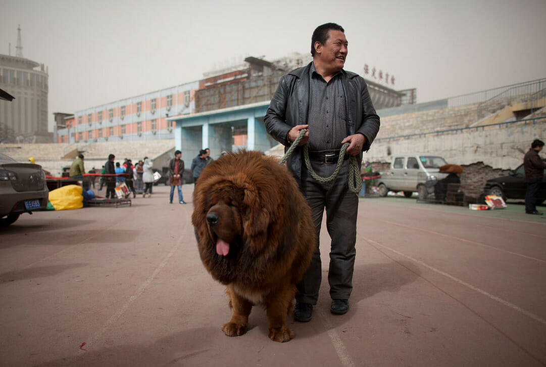 Самой большой тибетский мастиф. Тибетский мастиф. Тибетский мастиф Хонг Донг. Мастиф тибетский мастиф. Тибетский мастиф щенок.