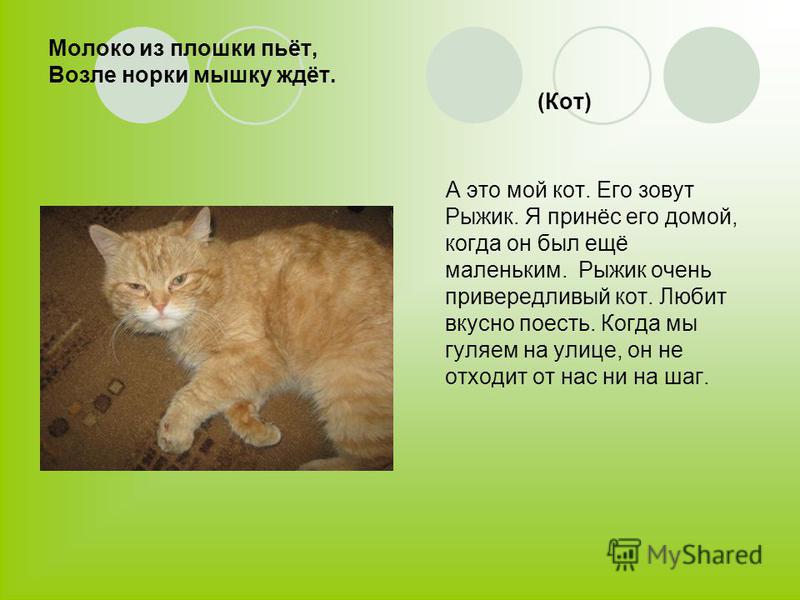 Персидский кот: особенности породы рыжих и белых персидских котят, фото