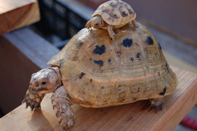 Сколько живут черепахи в домашних условиях сухопутные