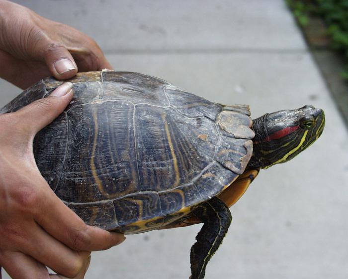 Сколько лет живут черепахи в природе и домашних условиях