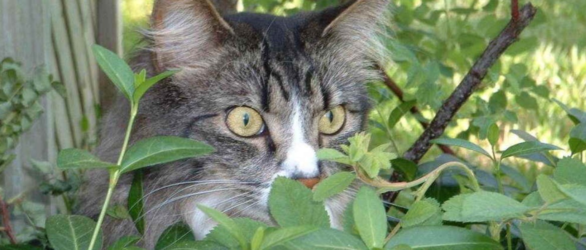 Какой запах отпугивает кошек: 7 народных методов + топ 5 товаров