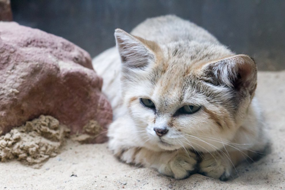 Барханный кот (песчаная кошка): в дикой природе и неволе, фото, видео, цена