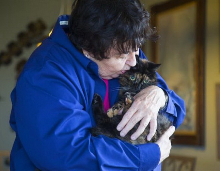 Как ухаживать за престарелыми кошками? | блог ветклиники "беланта"