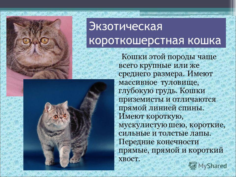 Европейская короткошёрстная кошка