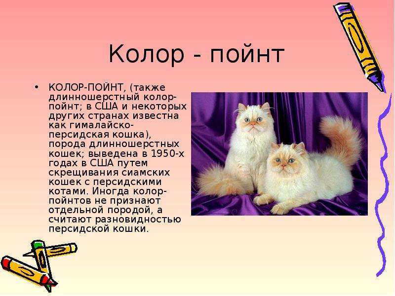 Невская маскарадная кошка ???? фото, описание, характер, факты, плюсы, минусы кошки ✔