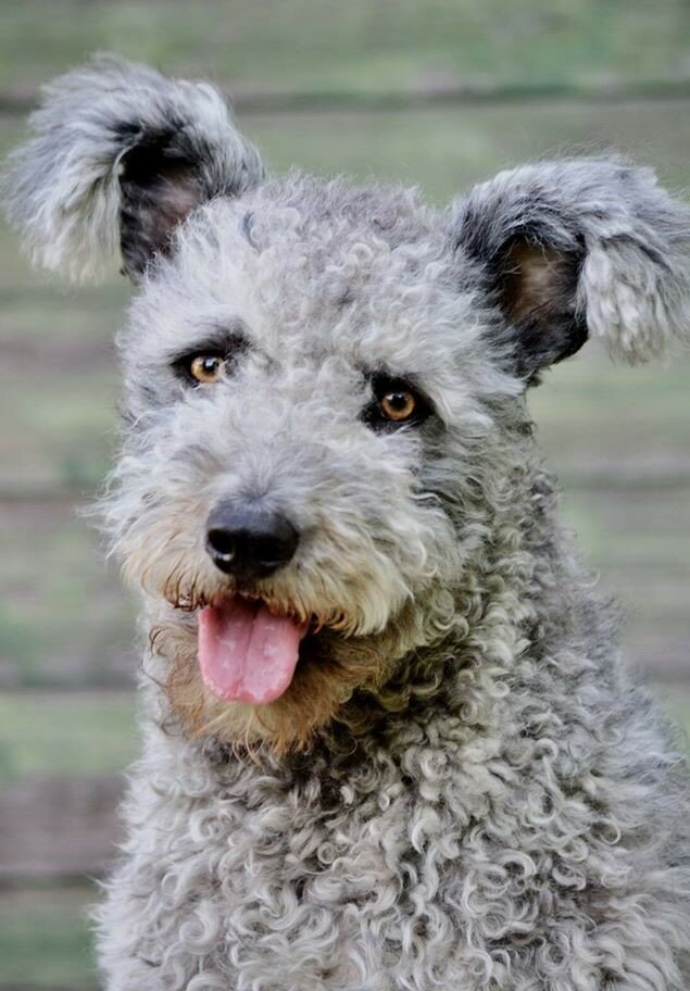 Порода муди -венгерская пастушья собака ⋆ собакапедия
