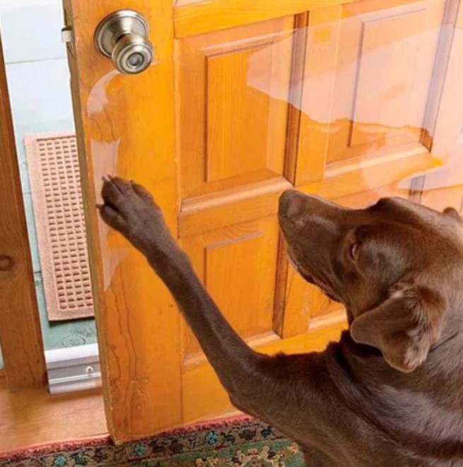 ᐉ кошка постоянно открывает дверь. что делать? - ➡ motildazoo.ru