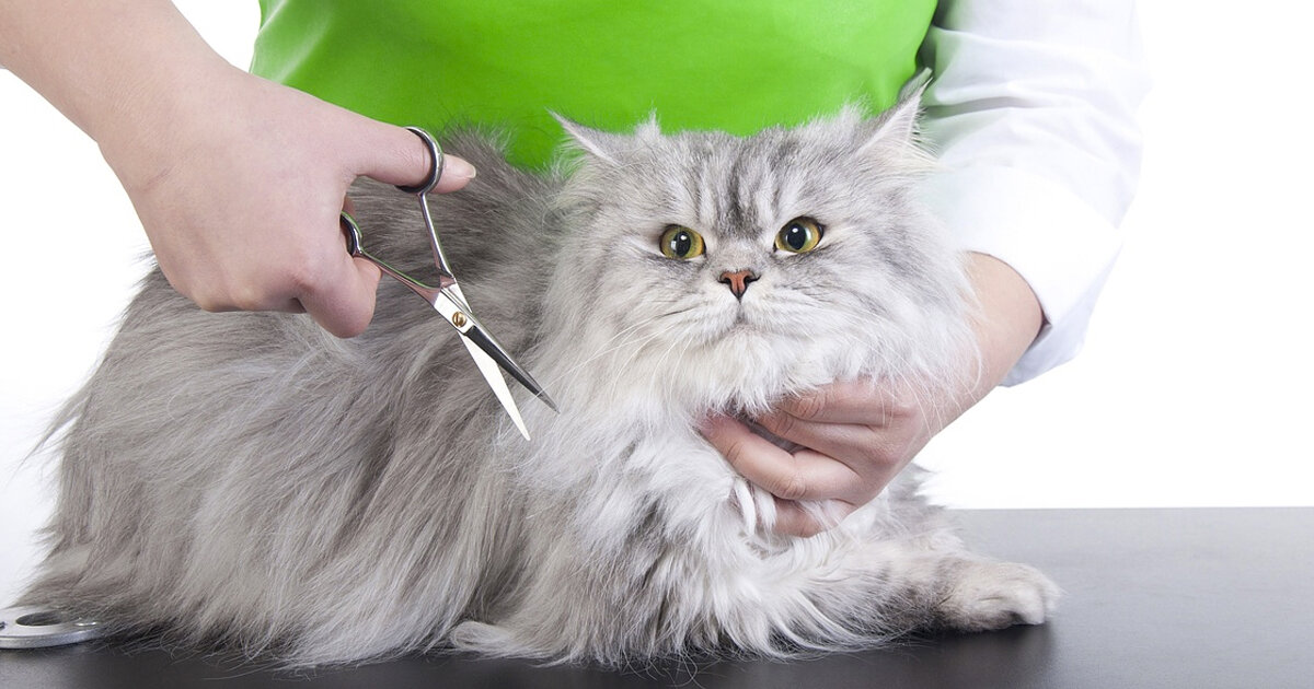 Машинка для стрижки кошек, в том числе с густой шерстью: особенности выбора и использования, как стричь кота - видео-инструкция