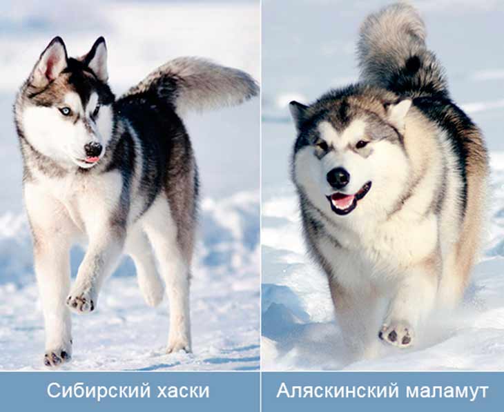 Лайка и хаски – в чем разница пород: сравнение собак, кого выбрать