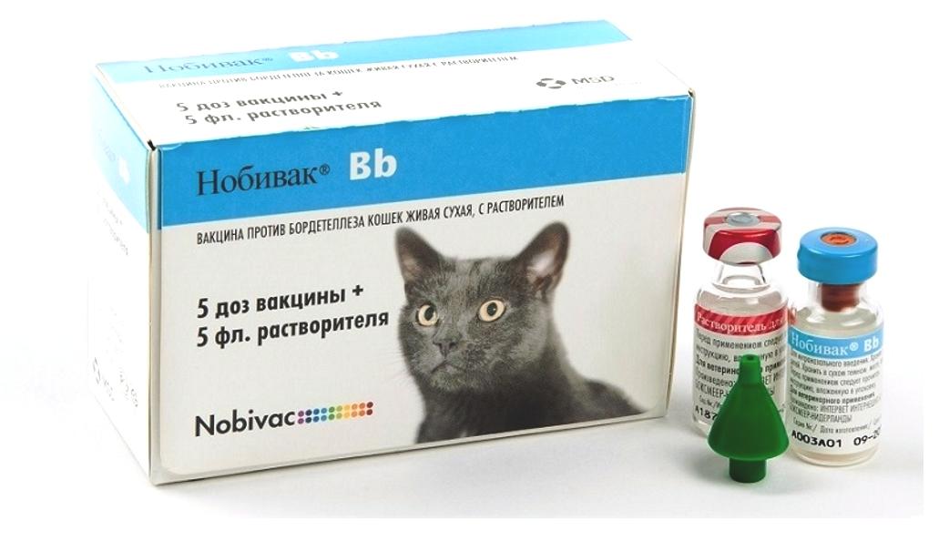 Прививка для кошки:???? какие вакцины нужны и в каком возрасте