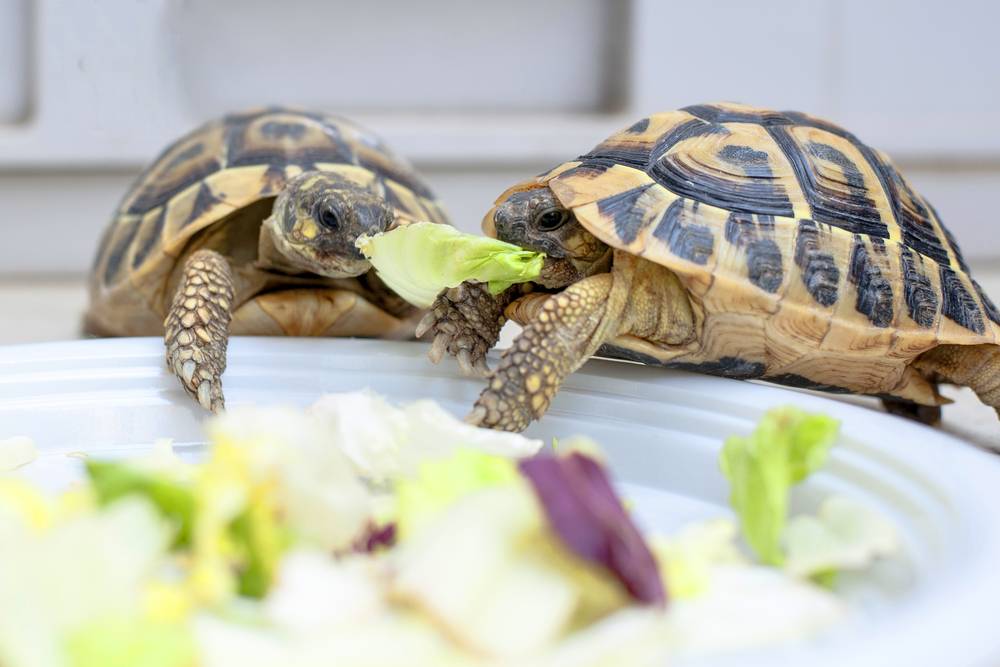 Сухопутная черепаха: содержание, особенности кормления черепашки, уход в домашних условиях