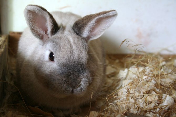 Список имен для кролика-мальчика: как назвать домашнего питомца
