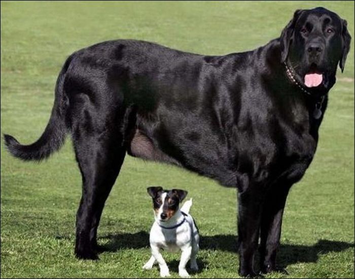 Большие породы собак