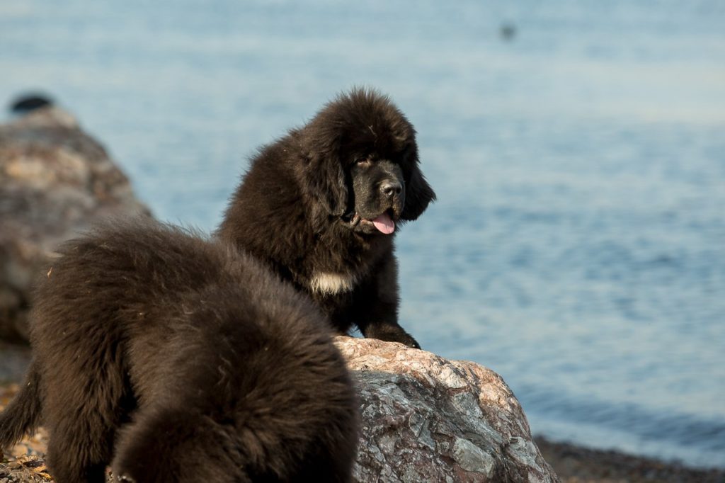 Порода собак ньюфаундленд: фото, уход и содержание