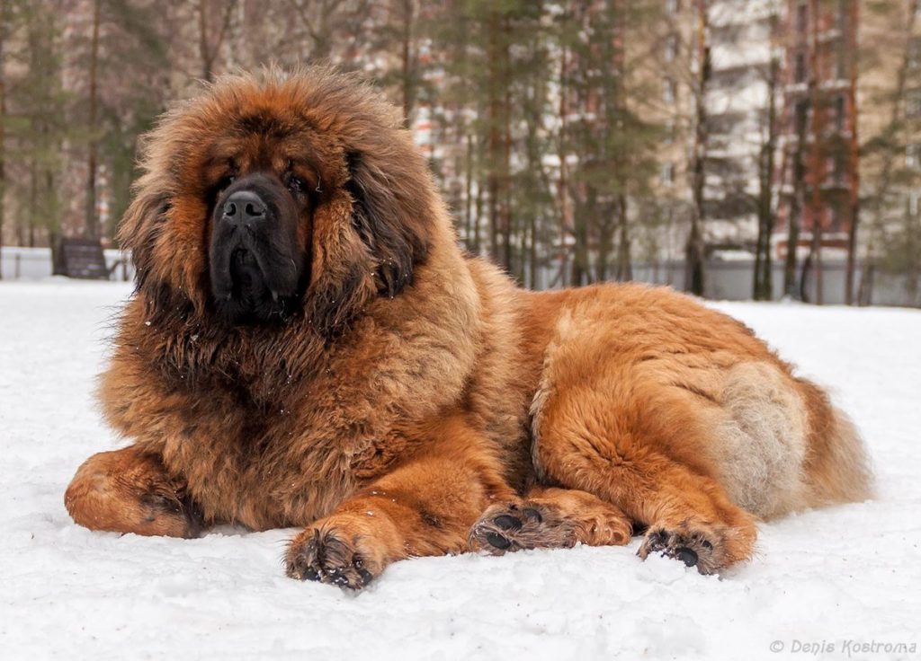 Самые большие собаки в мире: фото с названиями