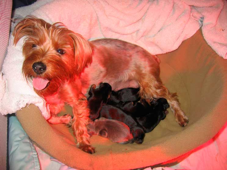 Беременность йоркширского терьера – по дням, роды в домашних условиях, сколько щенков рожает йорк
