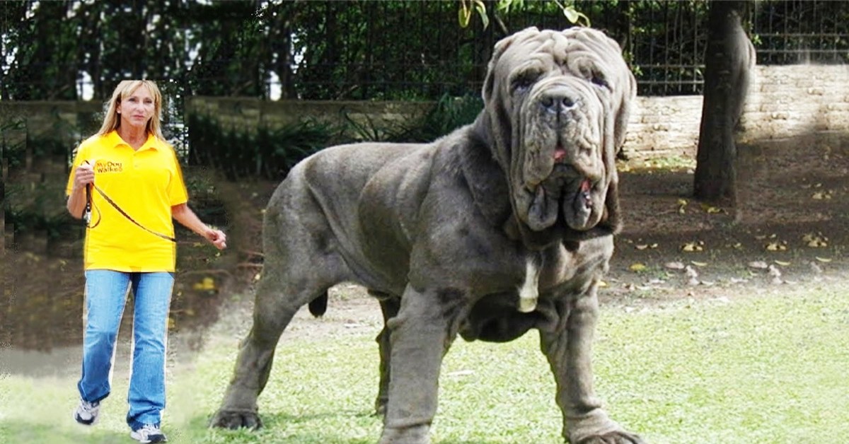 Топ – 10 самых больших собак в мире