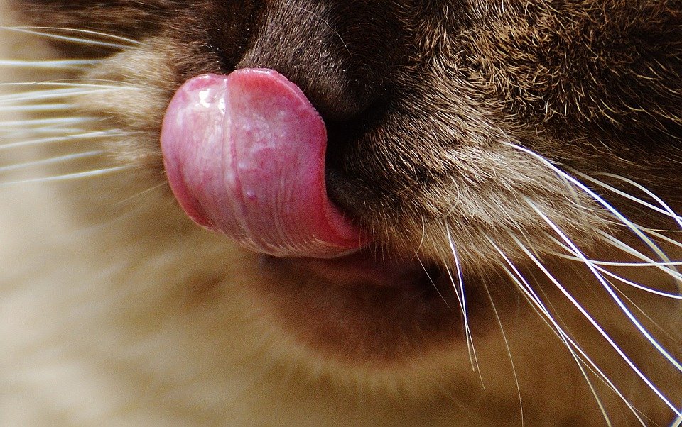 Почему у кошки шершавый язык