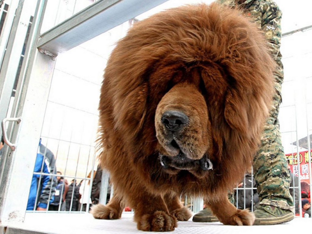Самая тяжелая собака в мире — рекорды веса и роста в книге гиннесса + топ-10