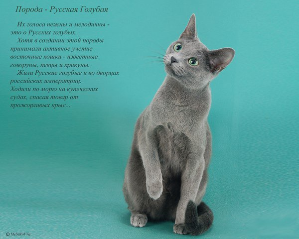 Русская голубая кошка: фото, цена, описание породы, характер, видео, питомники