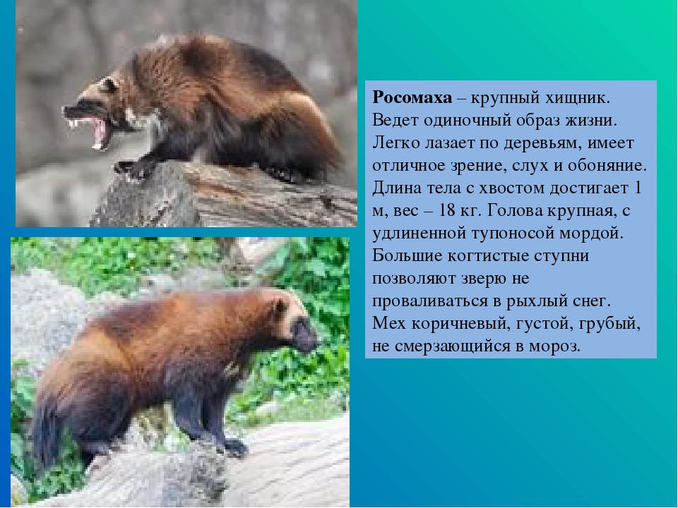 Росомаха - описание, как выглядит, где живет, чем питается, фото